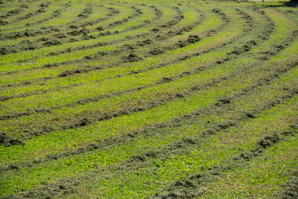 istock Grass in the yard cut by a lawn mower 1076035724