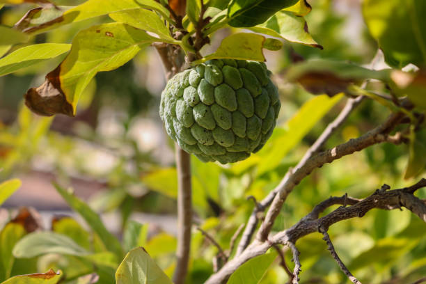 Sugar Apple | Custard Apple | Jodhpur | India Sugar Apple (Custard Apple) also known as Sitaphal  in India annona reticulata stock pictures, royalty-free photos & images
