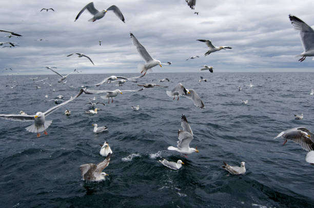 갈매기 (larus argentatus)의 무리 - herring gull 뉴스 사진 이미지