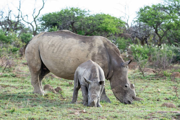 istock White Rhino Mother And Calf 1076036994