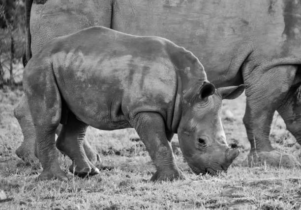 istock White Rhino Mother And Calf 1076040100