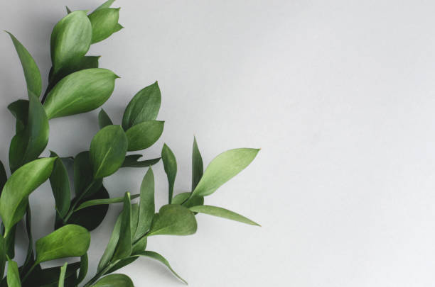 Live green leaves on a gray background.