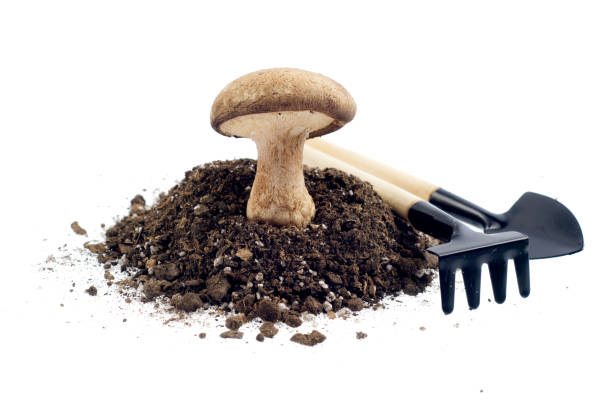 istock Soil or dirt section isolated on white background 1076046582