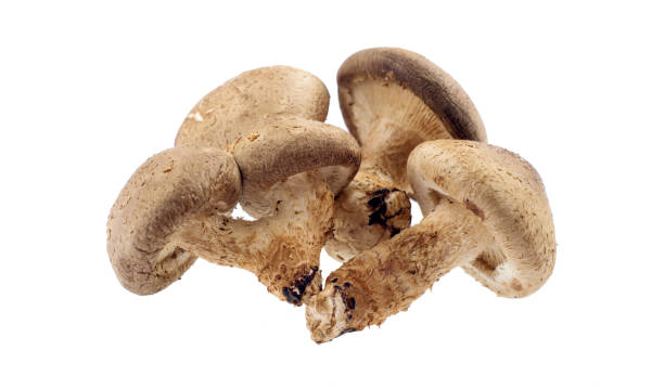 istock Shiitake mushroom on the White background 1076046974
