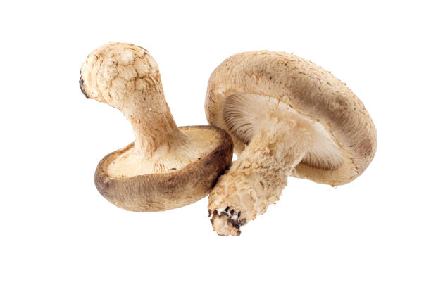 istock Shiitake mushroom on the White background 1076047022
