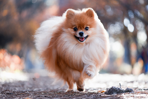 Un hermoso perro corre por el bosque brillante del otoño, el Spitz photo
