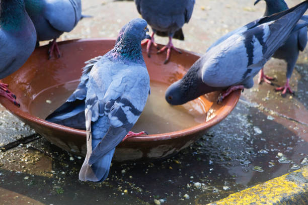 istock Group of thirsty pigeon drinking water 1076054962