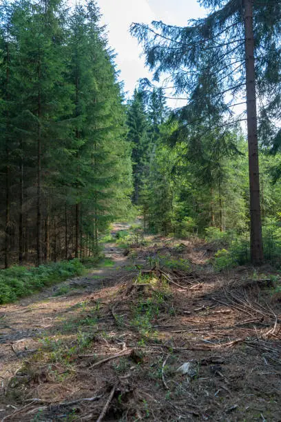 Coniferous forest with felled trees in the summer