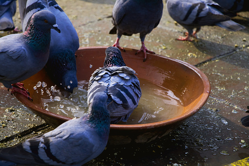 Group of thirsty pigeon drinking water