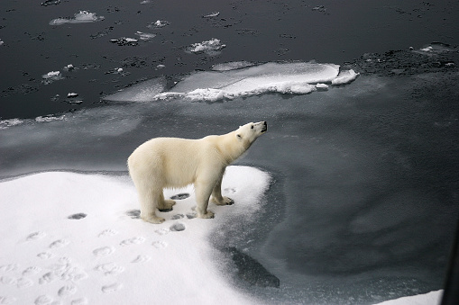 istock Arctic Polar Bears 1076057454