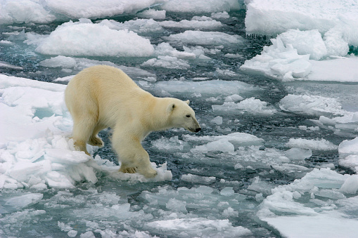 istock Arctic Polar Bears 1076057516