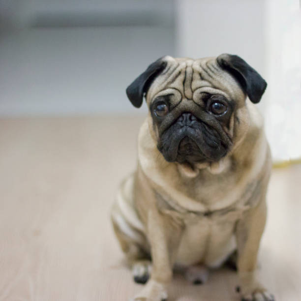 istock Very sad pag dog with big eyes looking to camera 1076060522