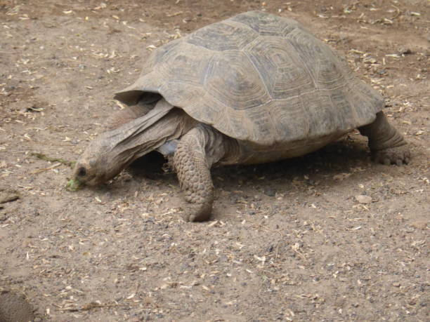 istock Giant Galapagos tortois 1076063222