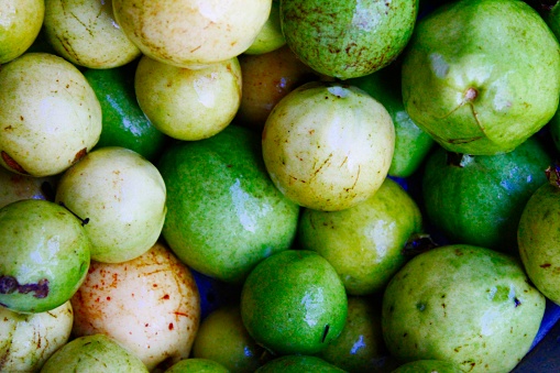 Fresh Organic green and ripe guava (Psidium guajava) fruit India,Odisha.Other names apple/common guava, goyavier, guabang, Guajava, kautonga, kuahpa, Tropical Guava, yellow guava, French ; goyave.