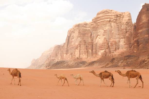 wielbłądy z rumu wadi - jordan camel wadi rum arabia zdjęcia i obrazy z banku zdjęć