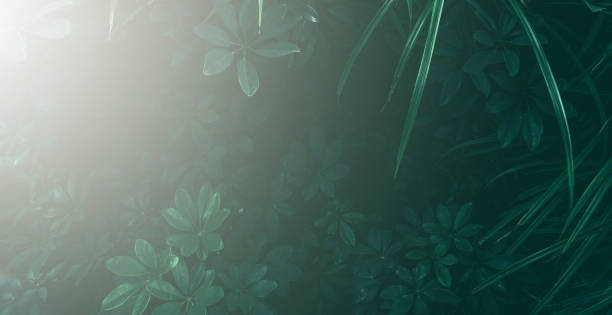 istock Vertical garden with tropical green leaf, Dark tone with sun light. 1076072782