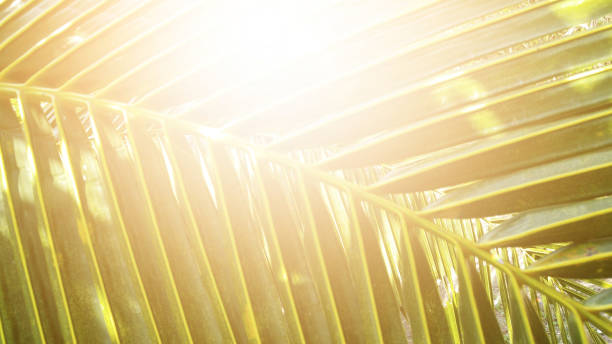 istock Tropical green coconut leaf texture background, Dark tone with sun rise. 1076073146
