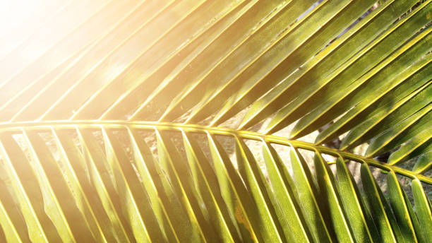 istock Tropical green coconut leaf texture background, Dark tone with sun rise. 1076073202