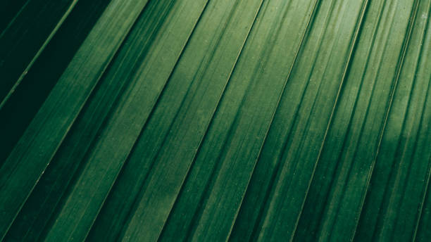 istock Tropical green coconut leaf texture background, Dark tone 1076073434