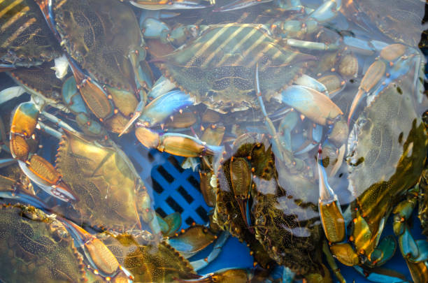 istock rich catch of blue crab 1076077272