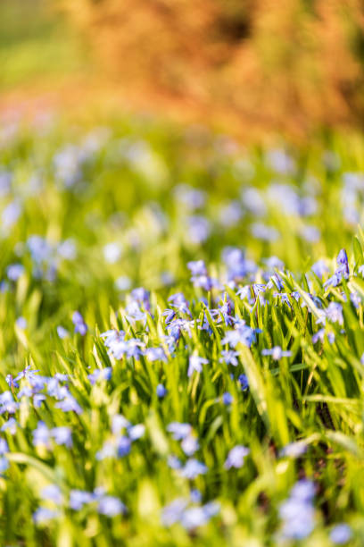 istock countryside garden flowers on blur background 1076077932