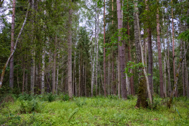 istock forest details with tree trunks and green foliage in summer 1076078118