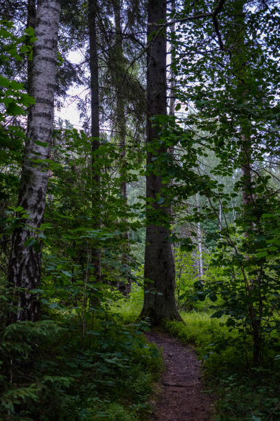 istock forest details with tree trunks and green foliage in summer 1076078176