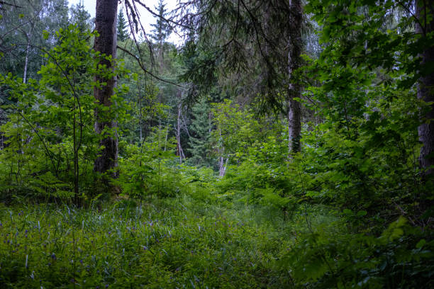 istock forest details with tree trunks and green foliage in summer 1076078194