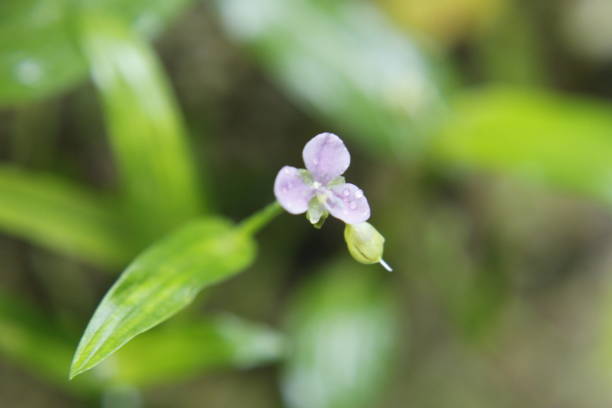 istock Pink flower with green bokeh background for freshness concept. Copy space 1076079102