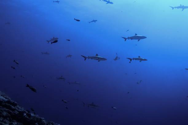 istock School of grey reef shark 1076080572