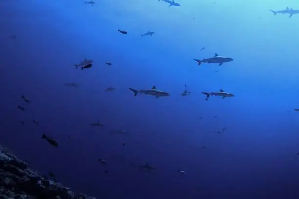 School of grey reef shark in fakarava