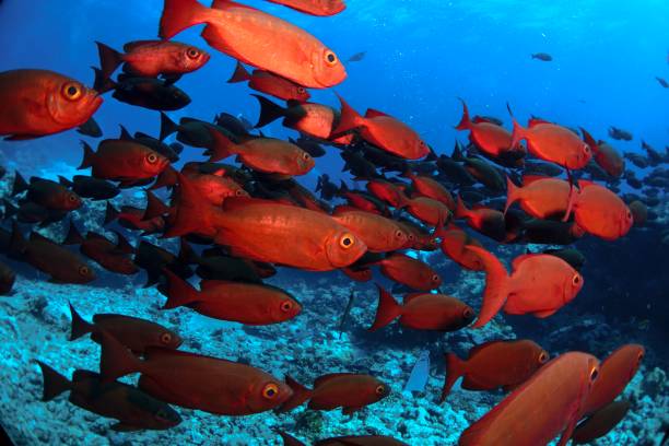 istock Schooling Big eye fish in Tahiti 1076080600