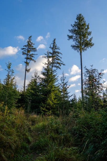istock forest details with tree trunks and green foliage in summer 1076081304