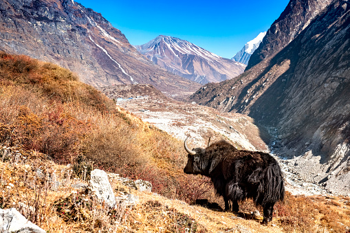 Nepalese Yak standing in the Langtang Valley. The background shows the Langtang village and the Tserko Ri mountain.