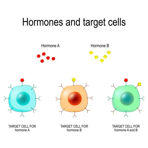 Vector illustration of Hormones, Receptors and Target Cells.