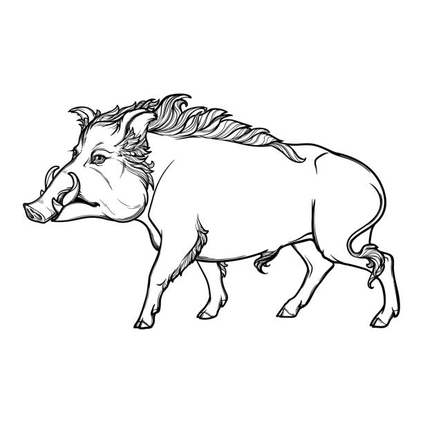 Fanged wild boar walking. Mascot of the New Year 2019 according to Chinese zodiac calendar. Fanged wild walking. Mascot of the New Year 2019 according to Chinese zodiac calendar. Linear black drawing isolated on white background. EPS10 vector illustration fanged stock illustrations