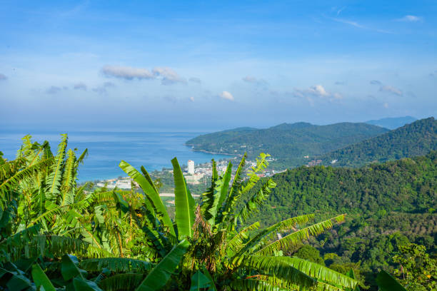 istock banana field on the high mountain 1076082360