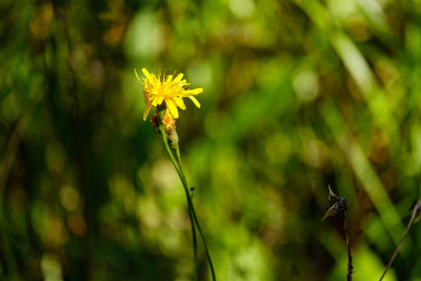 istock countryside garden flowers on blur background 1076086706