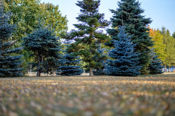 istock forest details with tree trunks and green foliage in summer 1076086742