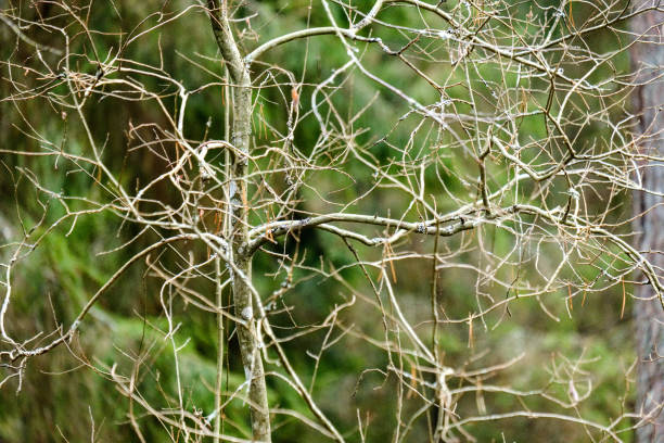 istock naked tree branches in late autumn with no leaves 1076086824