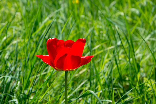 Red tulip in the grass