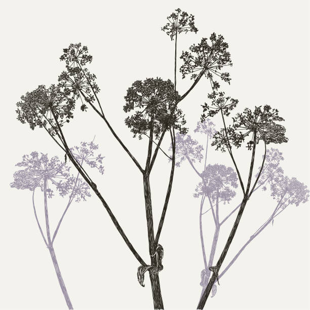 illustrations, cliparts, dessins animés et icônes de angélique vache persil plante - cow parsley