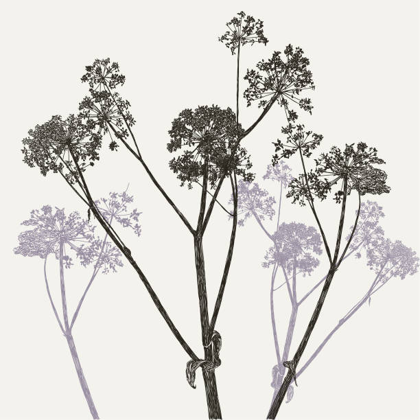 Angelica Cow Parsley Plant Vector Stroke illustration. All colours are layered and grouped separately. Easily editable. cow parsley stock illustrations