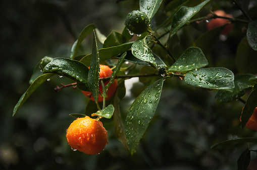 Tangerines on branch with drops of water after rain, selective focus. Citrus fruit satsuma, source of vitamin C