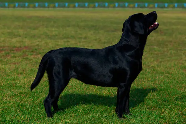 Dog breed Labrador stands on green grass