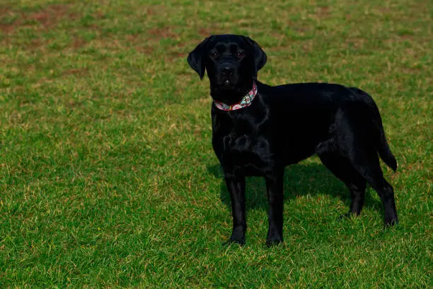 Dog breed Labrador stands on green grass