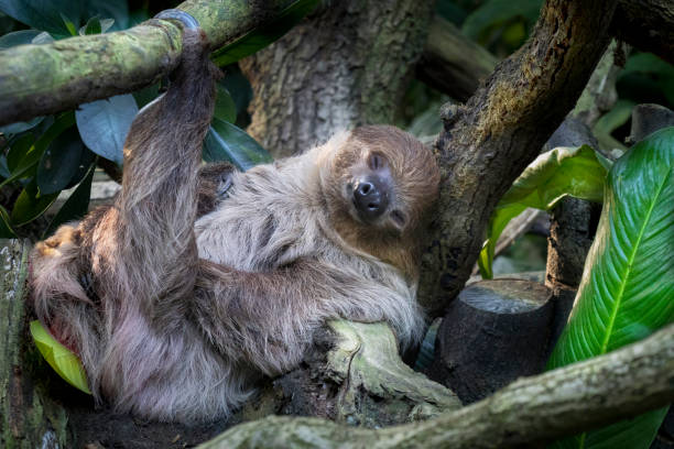 lazy sleeping sloth, Bradypus variegatus animals, fauna sloth stock pictures, royalty-free photos & images