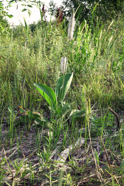 istock Medicinal Plantain plant on a natural background in a meadow 1076101812