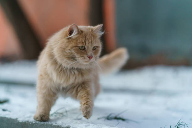 istock Red cat palying at the winter yard 1076106756
