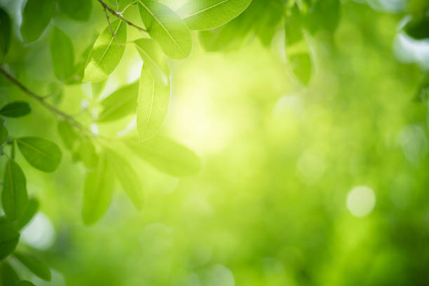 istock green leaf on blurred greenery background in garden 1076107376